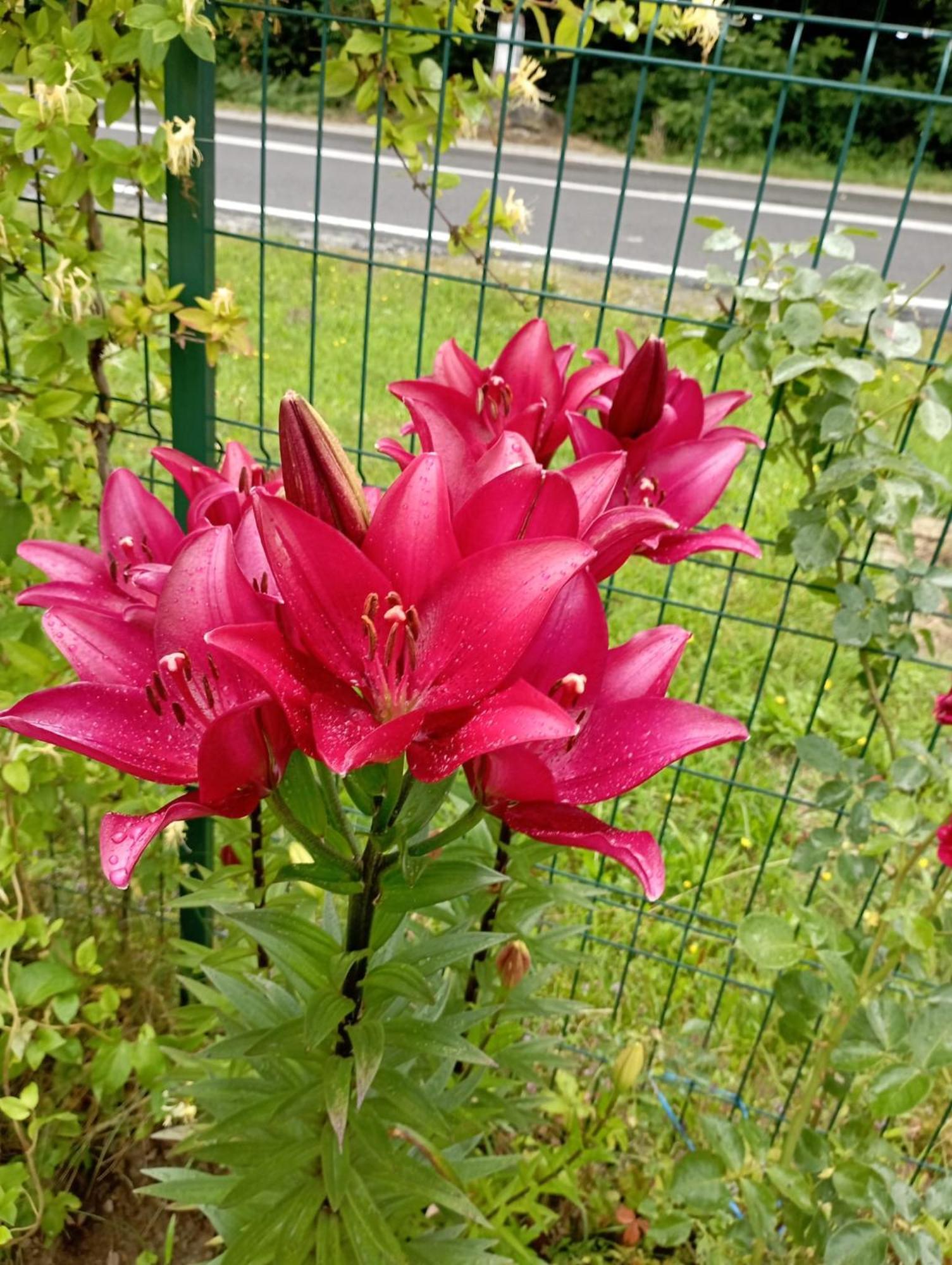 Pensiunea Dates Cîrţişoara Buitenkant foto